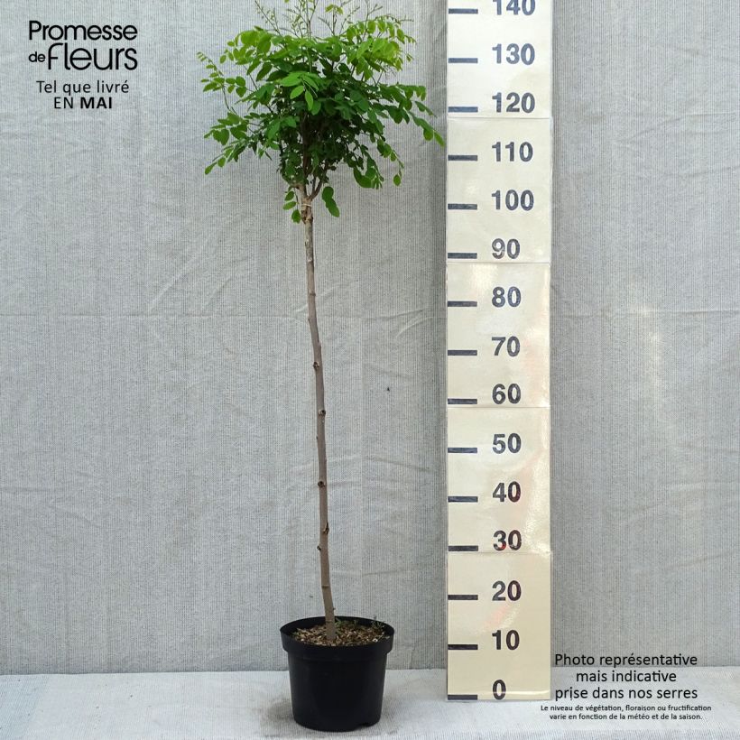 Exemplaar van Robinia pseudoacacia Umbraculifera - Valse acacia Pot van 4 l/5 l, Half-hoge stam zoals geleverd in de lente