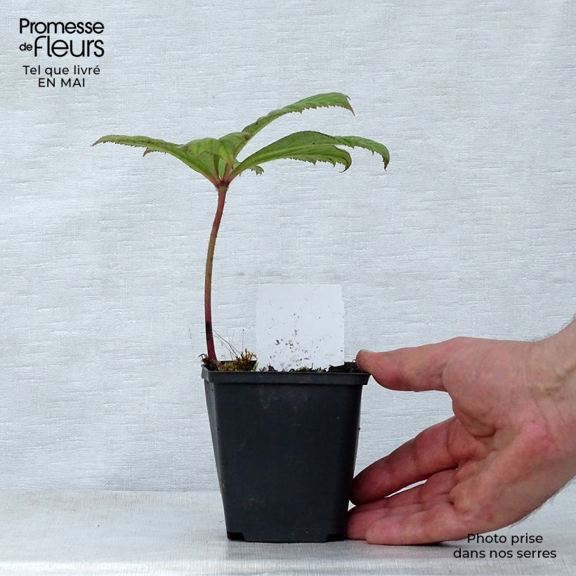 Exemplaar van Rodgersia aesculifolia Irish Bronze - Schout-bij-nacht Kweekpotje van 8/9 cm zoals geleverd in de lente