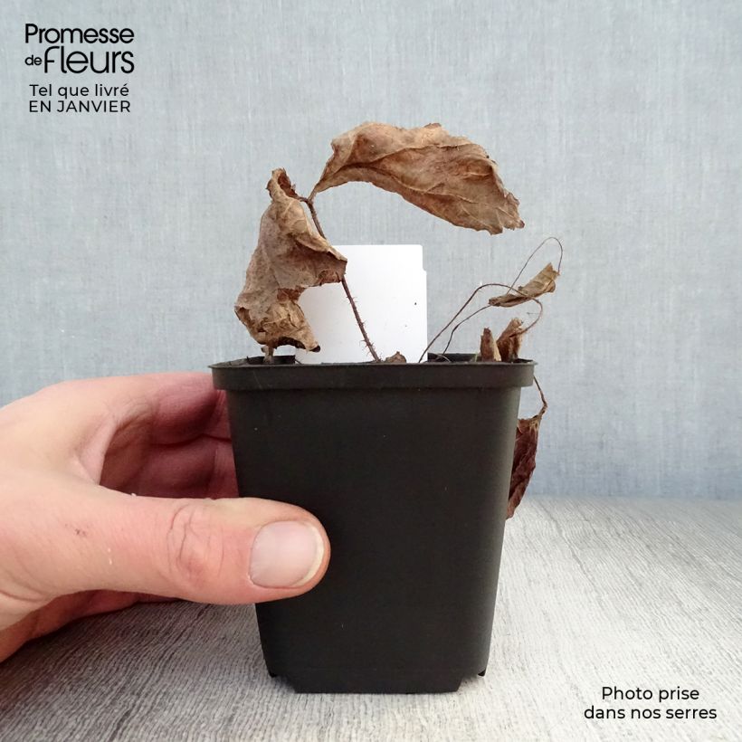 Example of Rodgersia aesculifolia - Schout-bij-nacht Kweekpotje van 8/9 cm as you get in hiver