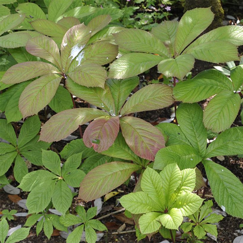 Rodgersia pinnata - Schout-bij-nacht (Foliage)