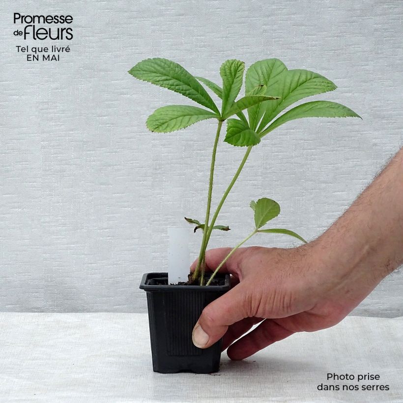 Exemplaar van Rodgersia pinnata - Schout-bij-nacht Kweekpotje van 8/9 cm zoals geleverd in de lente