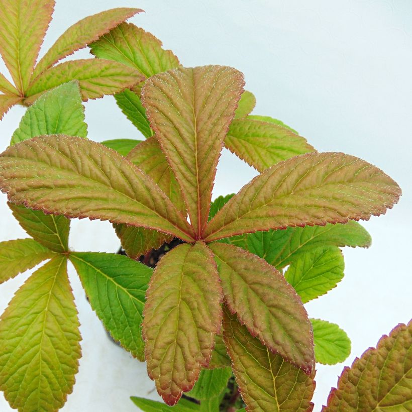 Rodgersia pinnata Chocolate Wings - Schout-bij-nacht (Foliage)