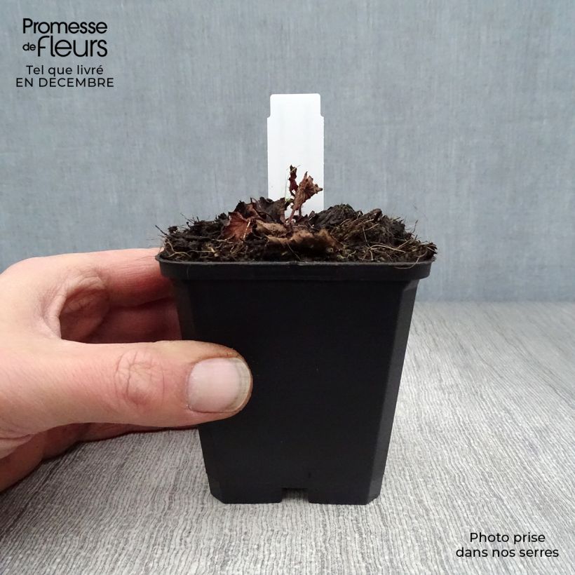 Example of Rodgersia pinnata Chocolate Wings - Schout-bij-nacht Kweekpotje van 8/9 cm as you get in hiver