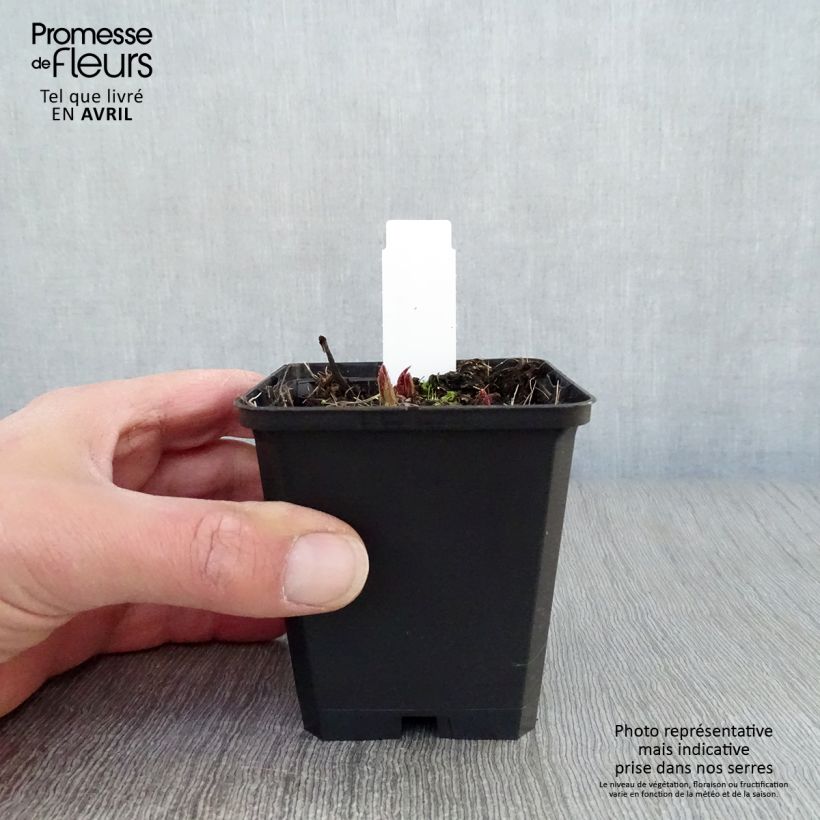 Exemplaar van Rodgersia pinnata Chocolate Wings - Schout-bij-nacht Kweekpotje van 8/9 cm zoals geleverd in de lente