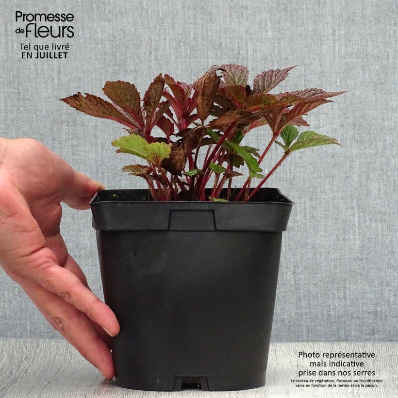 Exemplaar van Rodgersia pinnata Chocolate Wings - Schout-bij-nacht Pot van 2 l/3 l zoals geleverd in de zomer