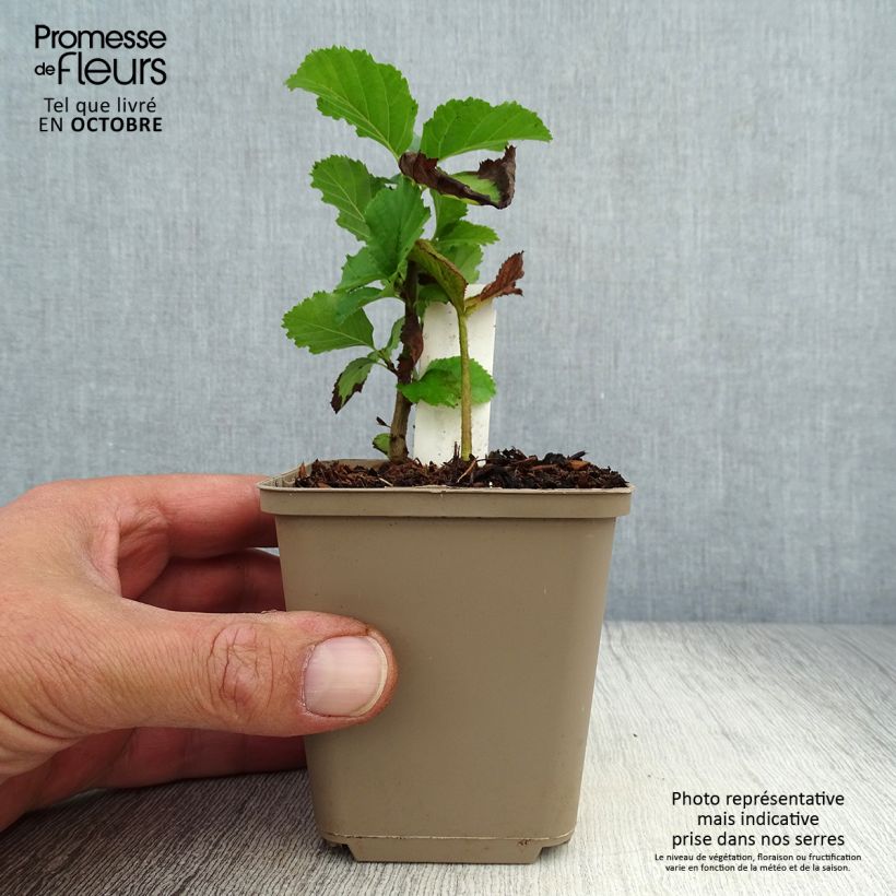 Exemplaar van Rodgersia pinnata Dark Pokers - Schout-bij-nacht Kweekpotje van 8/9 cm zoals geleverd in de herfst