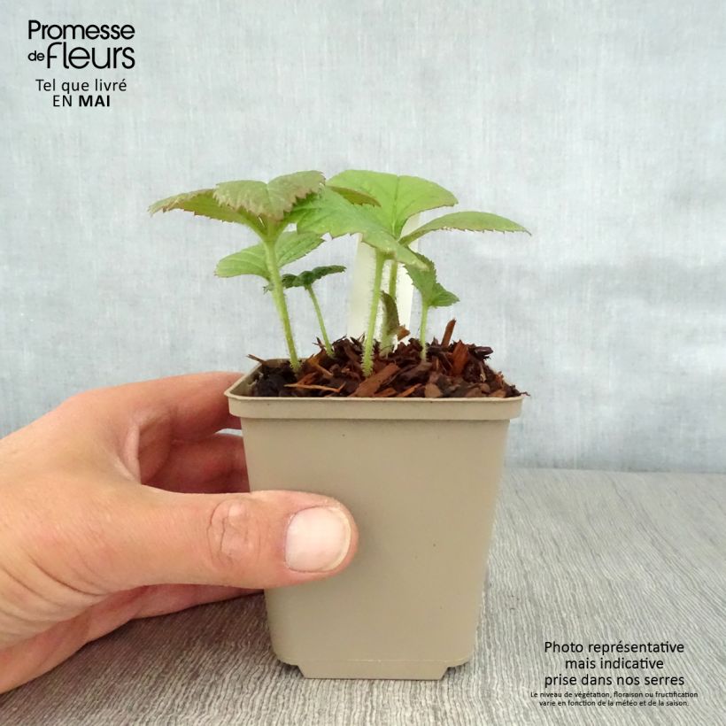 Exemplaar van Rodgersia pinnata Dark Pokers - Schout-bij-nacht Kweekpotje van 8/9 cm zoals geleverd in de lente