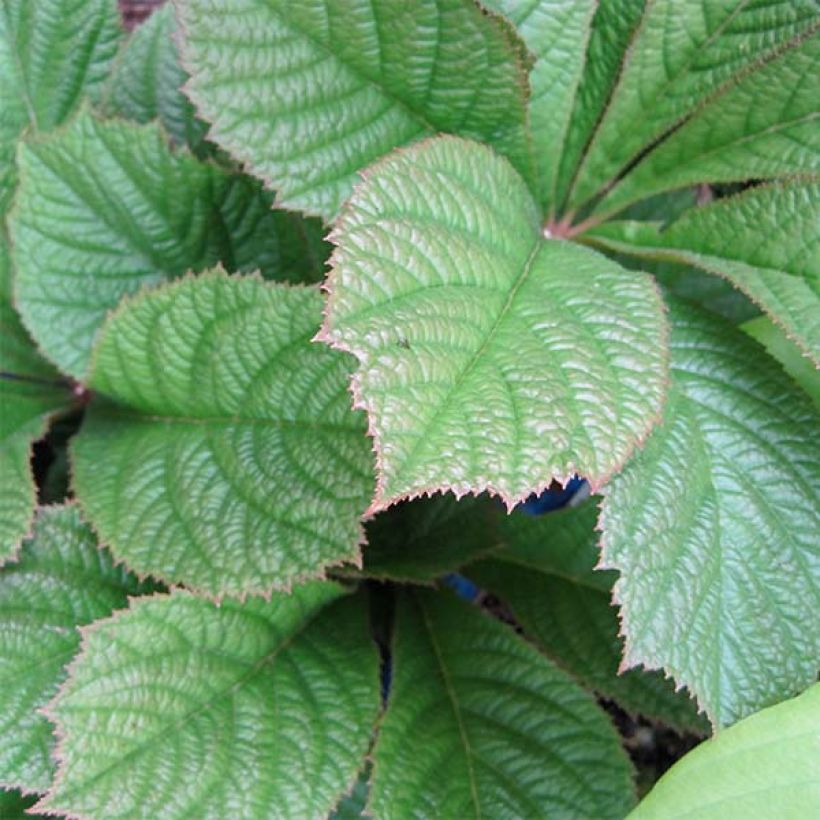Rodgersia pinnata Elegans - Schout-bij-nacht (Foliage)