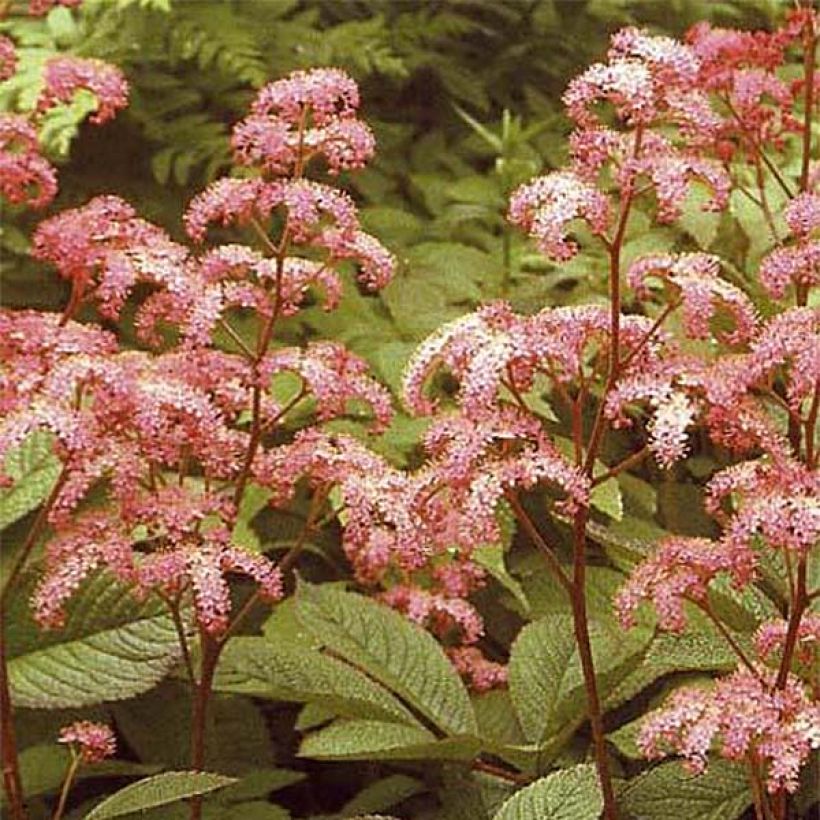 Rodgersia pinnata Elegans - Schout-bij-nacht (Flowering)