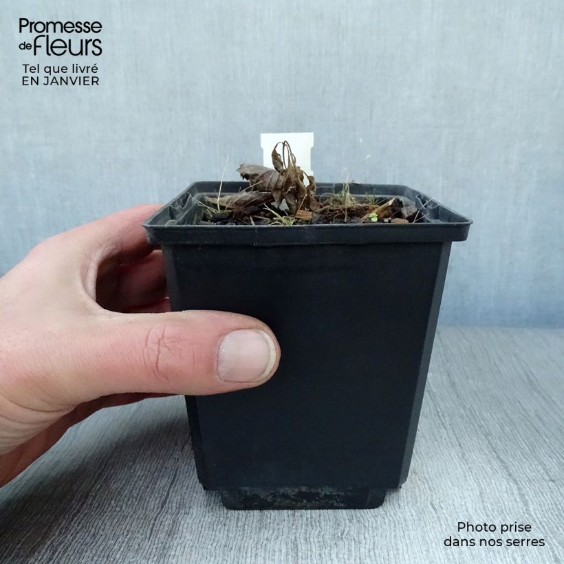 Example of Rodgersia pinnata Elegans Kweekpotje van 8/9 cm as you get in hiver