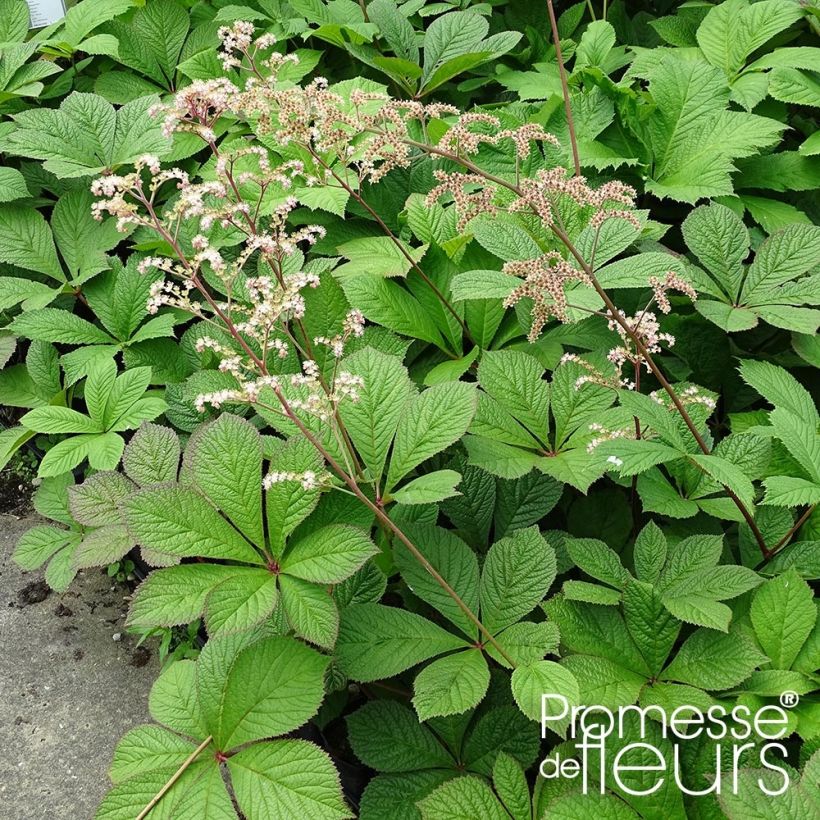 Rodgersia pinnata Hercules - Schout-bij-nacht (Plant habit)
