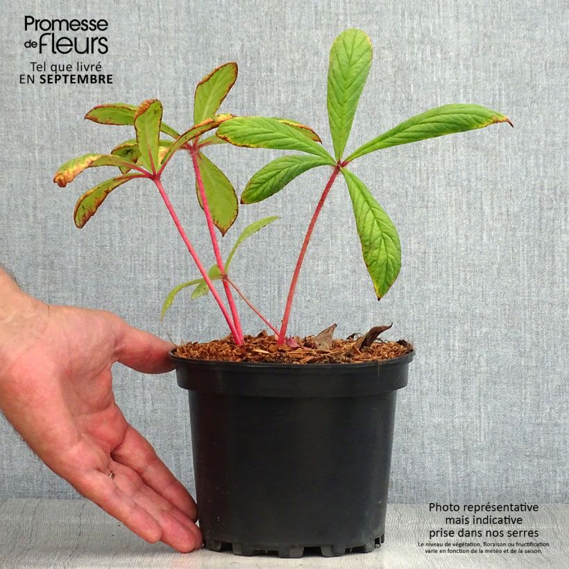 Exemplaar van Rodgersia pinnata - Schout-bij-nacht Pot van 1,5 l/2 l zoals geleverd in de zomer