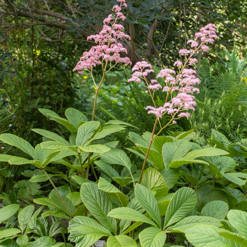 Rodgersia pinnata - Schout-bij-nacht (Groeiplaats)