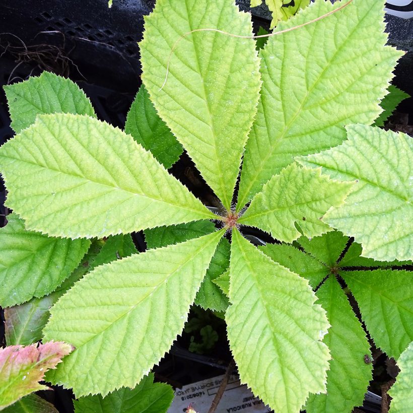 Rodgersia podophylla - Schout-bij-nacht (Foliage)