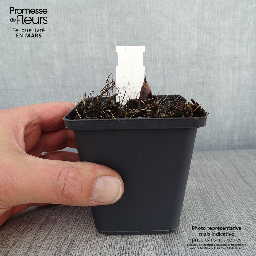 Example of Rodgersia podophylla - Schout-bij-nacht Kweekpotje van 8/9 cm as you get in hiver