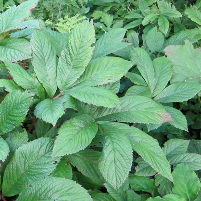 Rodgersia sambucifolia - Schout-bij-nacht (Blad)