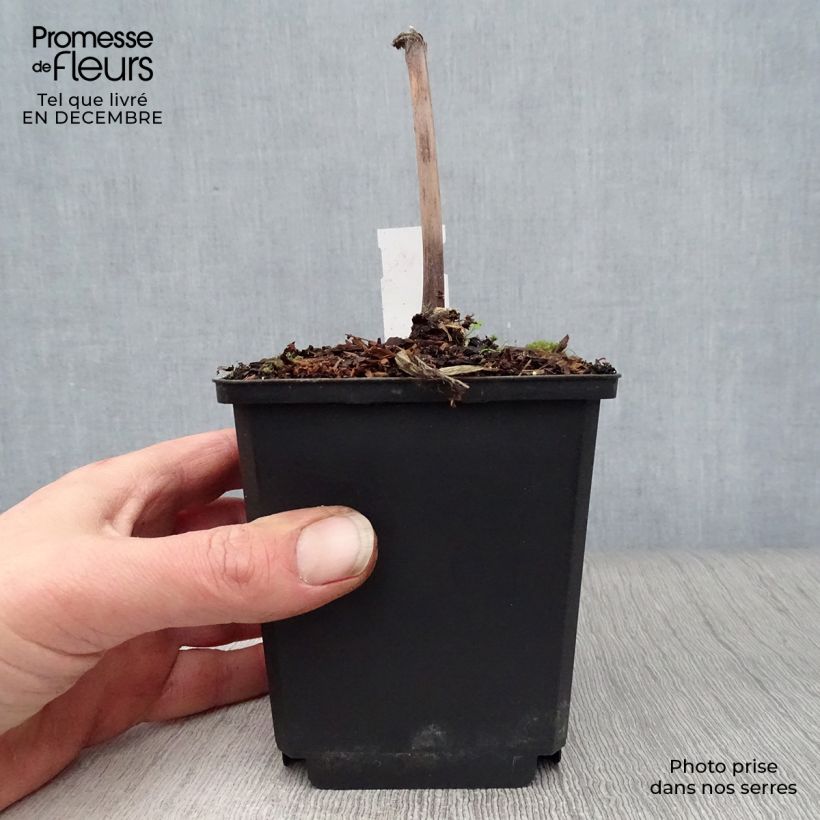 Exemplaar van Rodgersia sambucifolia - Schout-bij-nacht Kweekpotje van 8/9 cm zoals geleverd in de winter