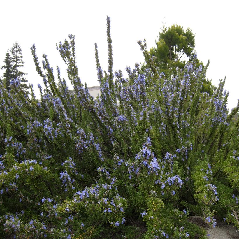 Rosmarinus officinalis Tuscan Blue - Rozemarijn (Groeiplaats)
