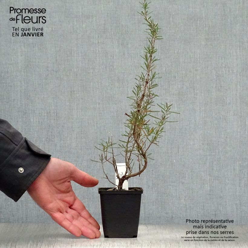 Example of Rosmarinus officinalis Albiflorus - Rozemarijn Kweekpotje van 8/9 cm as you get in hiver