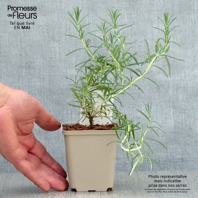 Exemplaar van Rosmarinus officinalis Albiflorus - Rozemarijn Kweekpotje van 8/9 cm zoals geleverd in de lente