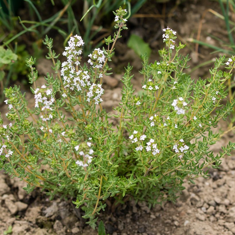Rosmarinus officinalis Albiflorus - Rozemarijn (Groeiplaats)