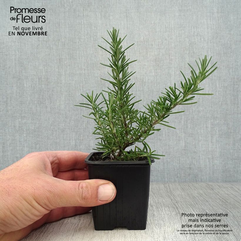 Exemplaar van Rosmarinus officinalis Pointe du Raz - Rozemarijn Kweekpotje van 8/9 cm zoals geleverd in de herfst