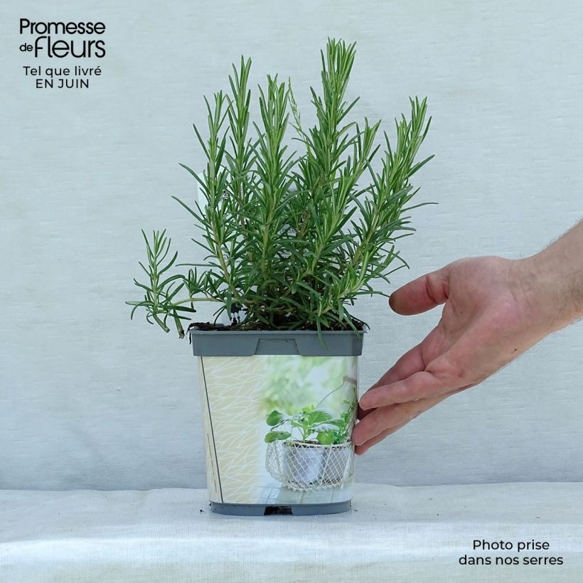 Exemplaar van Rozemarijn BIO (jonge planten) Pot van 1 l/1,5 l zoals geleverd in de zomer