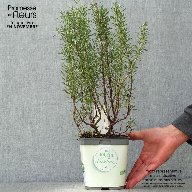 Exemplaar van Rozemarijn BIO (jonge planten) Pot van 1 l/1,5 l zoals geleverd in de herfst
