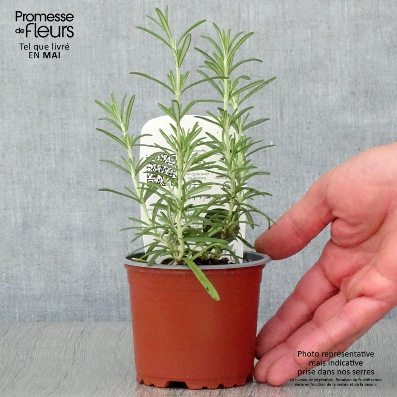 Exemplaar van Rozemarijn BIO (jonge planten) Pot van 10 cm/11 cm zoals geleverd in de lente