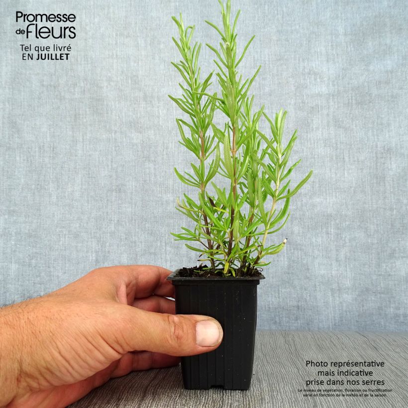 Exemplaar van Rosmarinus officinalis - Rozemarijn Kweekpotje van 7/8 cm zoals geleverd in de zomer
