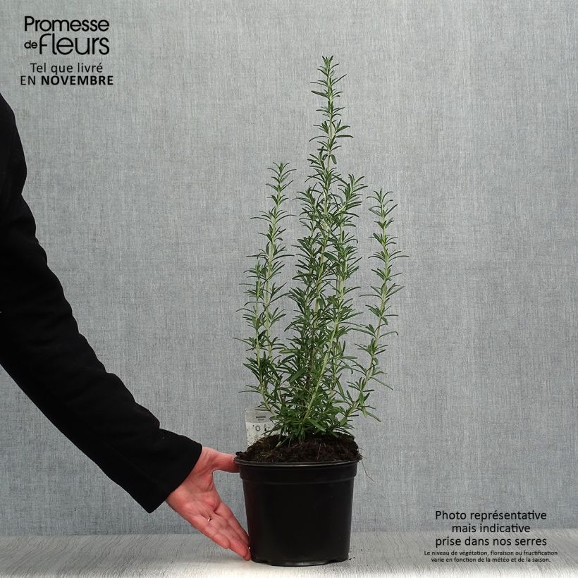 Exemplaar van Rosmarinus officinalis - Rozemarijn Pot van 1 l/1,5 l zoals geleverd in de herfst