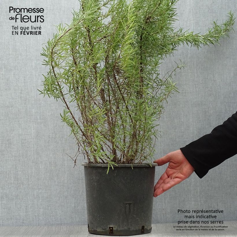 Example of Rosmarinus officinalis - Rozemarijn Pot van 7,5 l/10 l as you get in hiver