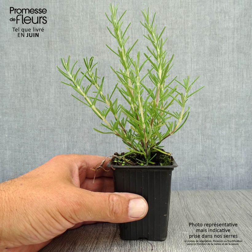 Exemplaar van Rosmarinus officinalis Prostratus - Rozemarijn Kweekpotje van 7/8 cm zoals geleverd in de zomer