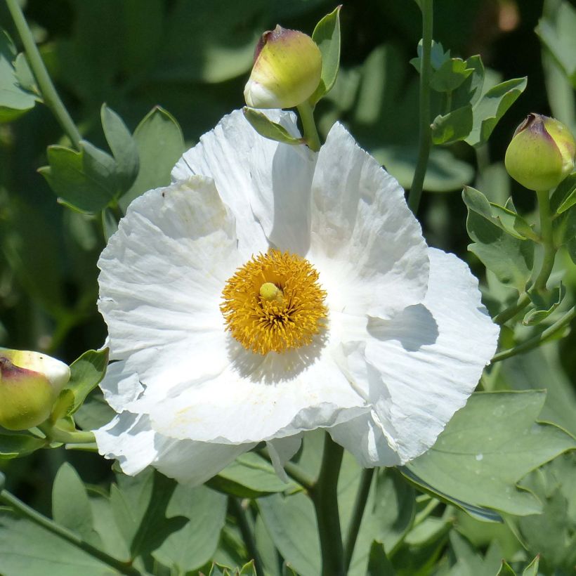 Romneya coulteri - Californische boompapaver (Flowering)
