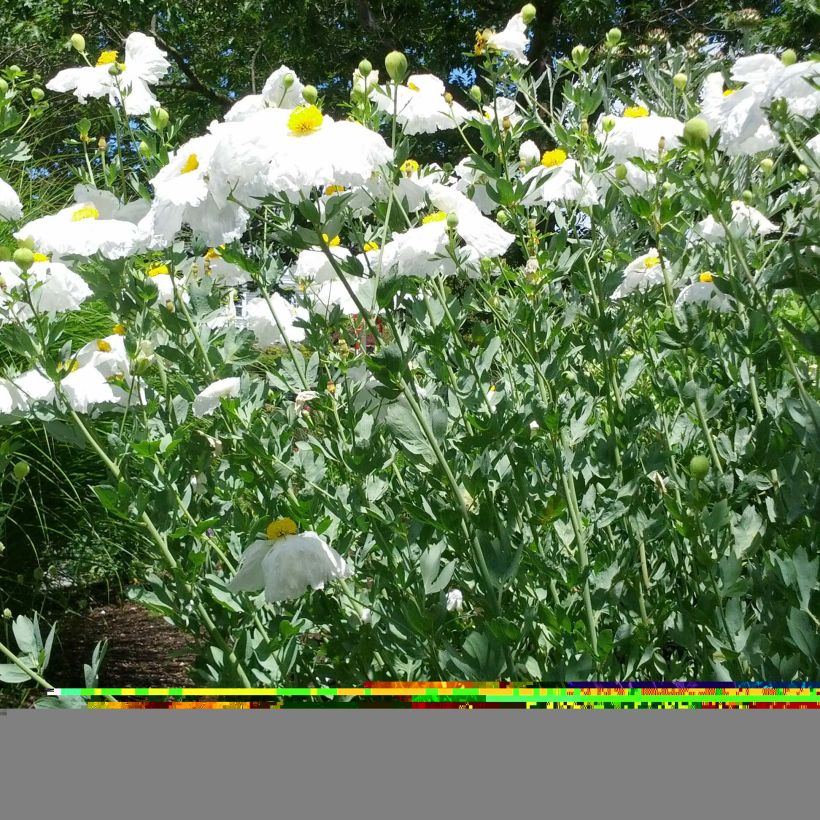 Romneya coulteri - Californische boompapaver (Plant habit)