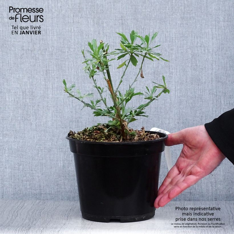 Example of Romneya coulteri - Pavot en arbre Pot van 2 l/3 l as you get in hiver