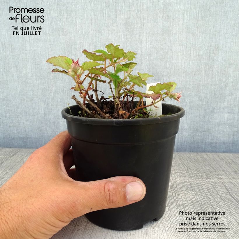 Exemplaar van Rubus Betty Ashburner - Chinese braambes Pot van 1,5 l/2 l zoals geleverd in de zomer
