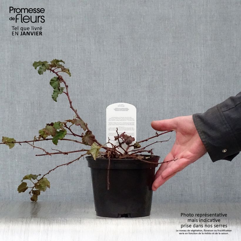 Example of Ronce Betty Ashburner - Rubus tricolor Pot van 1,5 l/2 l as you get in hiver