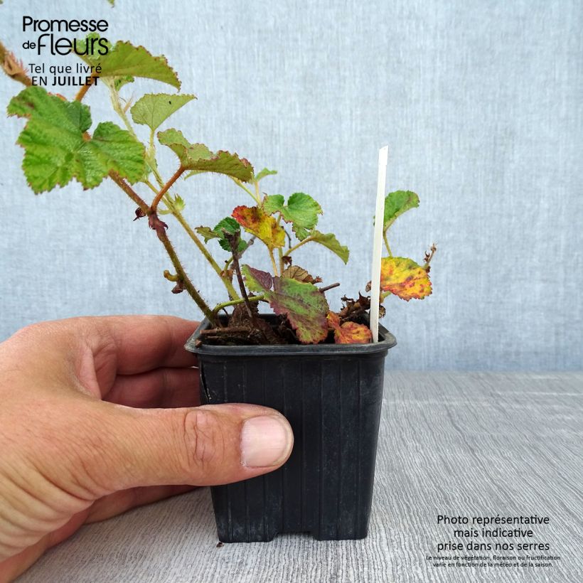Exemplaar van Rubus Betty Ashburner - Chinese braambes Kweekpotje van 8/9 cm zoals geleverd in de zomer