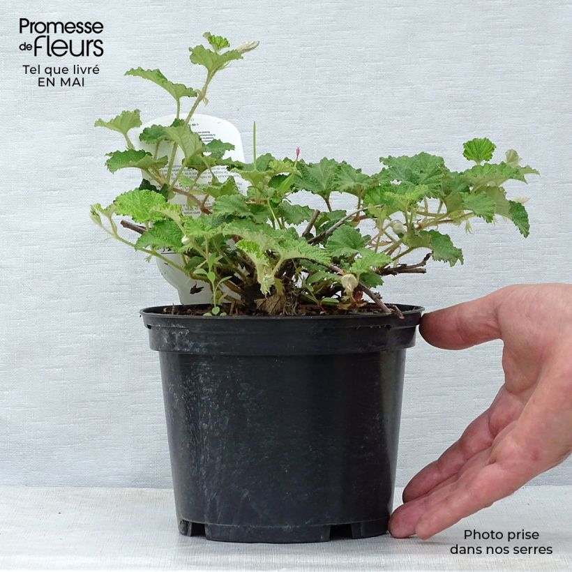 Exemplaar van Rubus Betty Ashburner - Chinese braambes Pot van 1,5 l/2 l zoals geleverd in de lente
