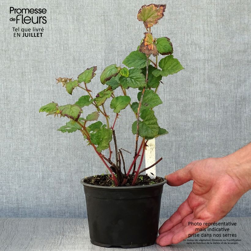 Exemplaar van Rubus tricolor - Chinese braambes Pot van 1 l/1,5 l zoals geleverd in de zomer