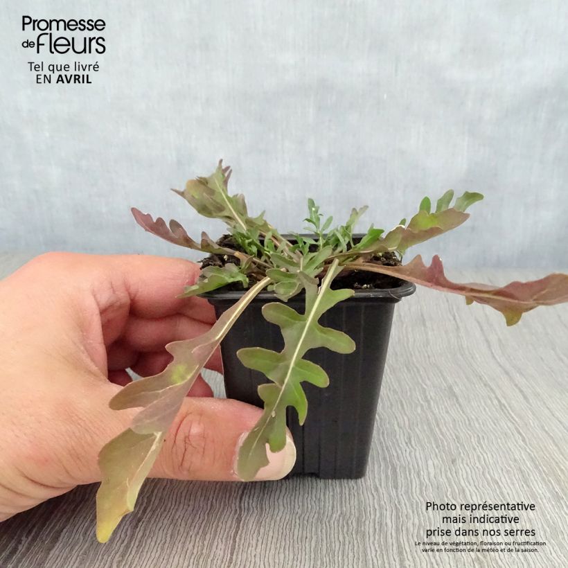 Exemplaar van Wilde rucola BIO Kweekpotje van 8/9 cm zoals geleverd in de lente
