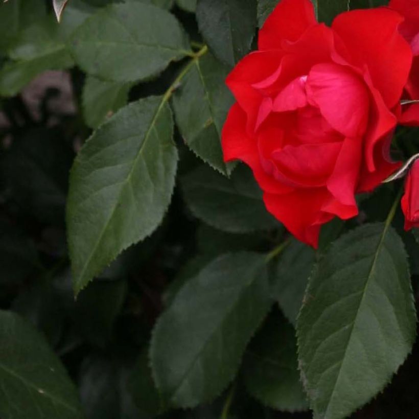 Rosa Black Forest Rose - Bodembedekkende roos (Foliage)