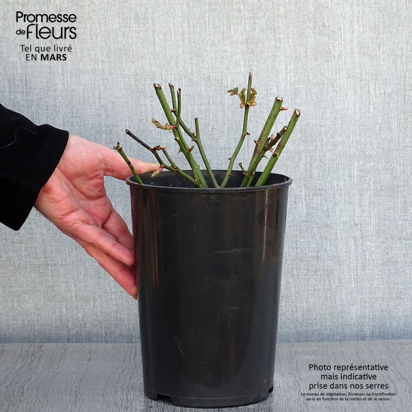 Example of Rosa Golden Border - Rosier à fleurs groupées Pot van 3 l/4 l as you get in hiver