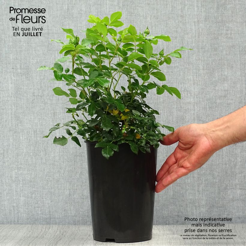 Exemplaar van Rosa Kosmos - Trosroos Pot van 4 l/5 l zoals geleverd in de zomer