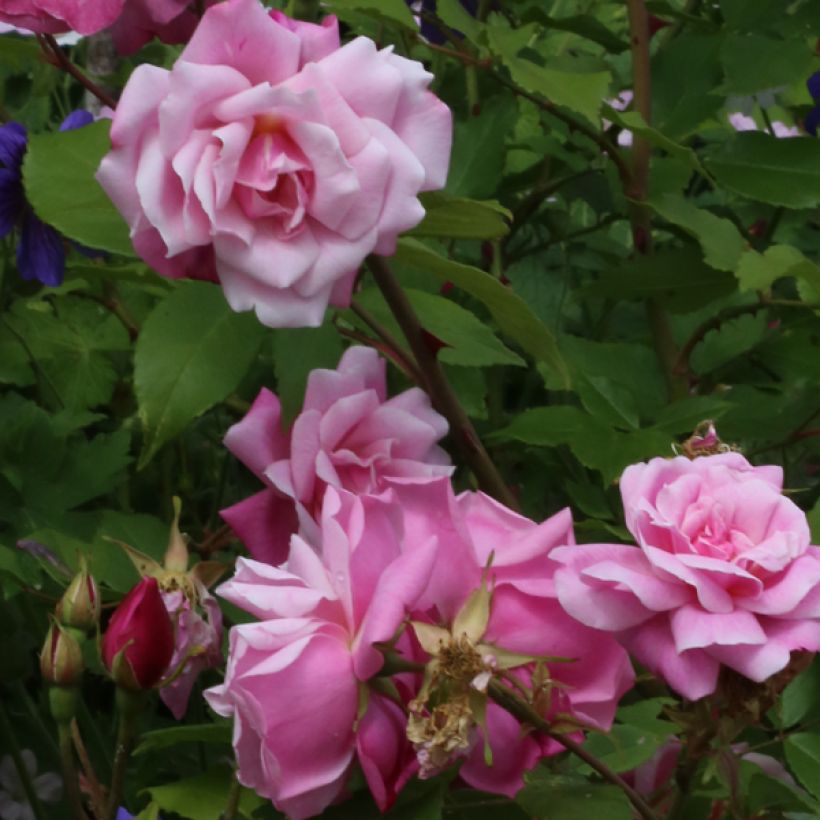 Rosa Old Blush - Historische roos (Flowering)