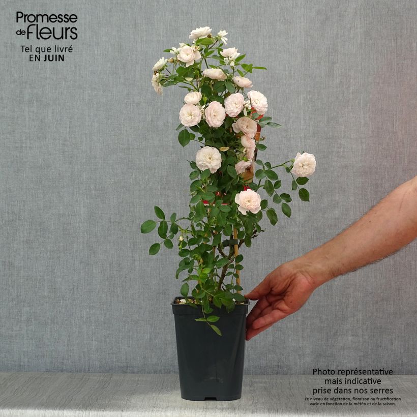 Exemplaar van Rosa Alina - Klimroos Pot van 4 l/5 l zoals geleverd in de zomer