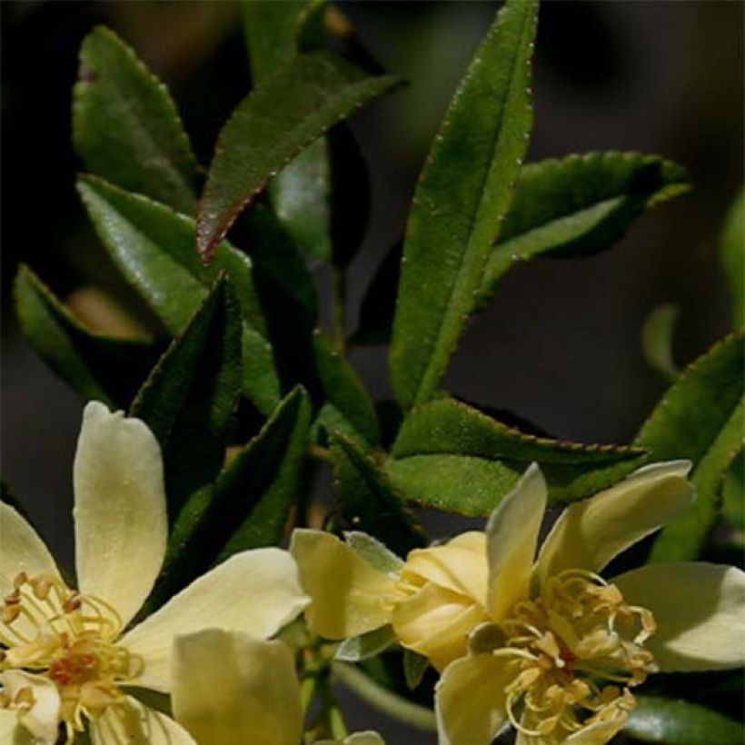 Rosa banksiae Lutescens - Banksia roos (Blad)