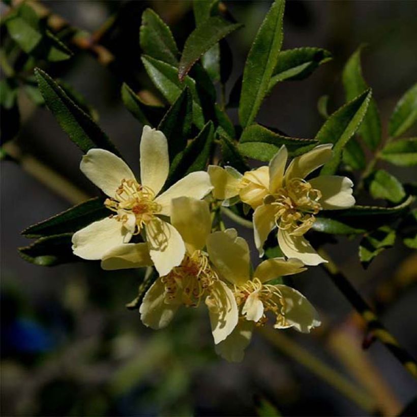 Rosa banksiae Lutescens - Banksia roos (Bloei)