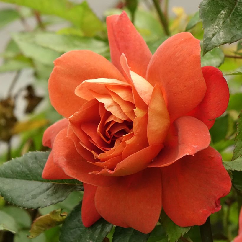 Rosa Havanna - Trosroos (Bloei)